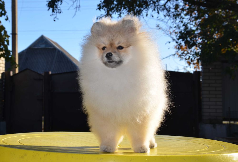 Мальчик оранж шпиц 4 мес.