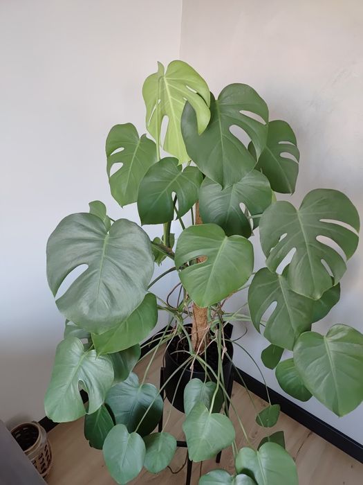 Monstera kwiat 100cm