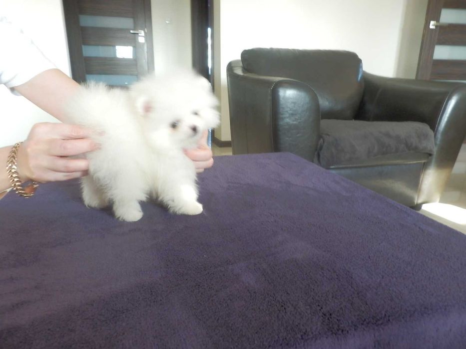 Szpic miniaturowy pomeranian mini SUNIA  biały misio