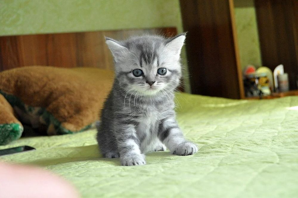 Британці хлопчики і дівчатка