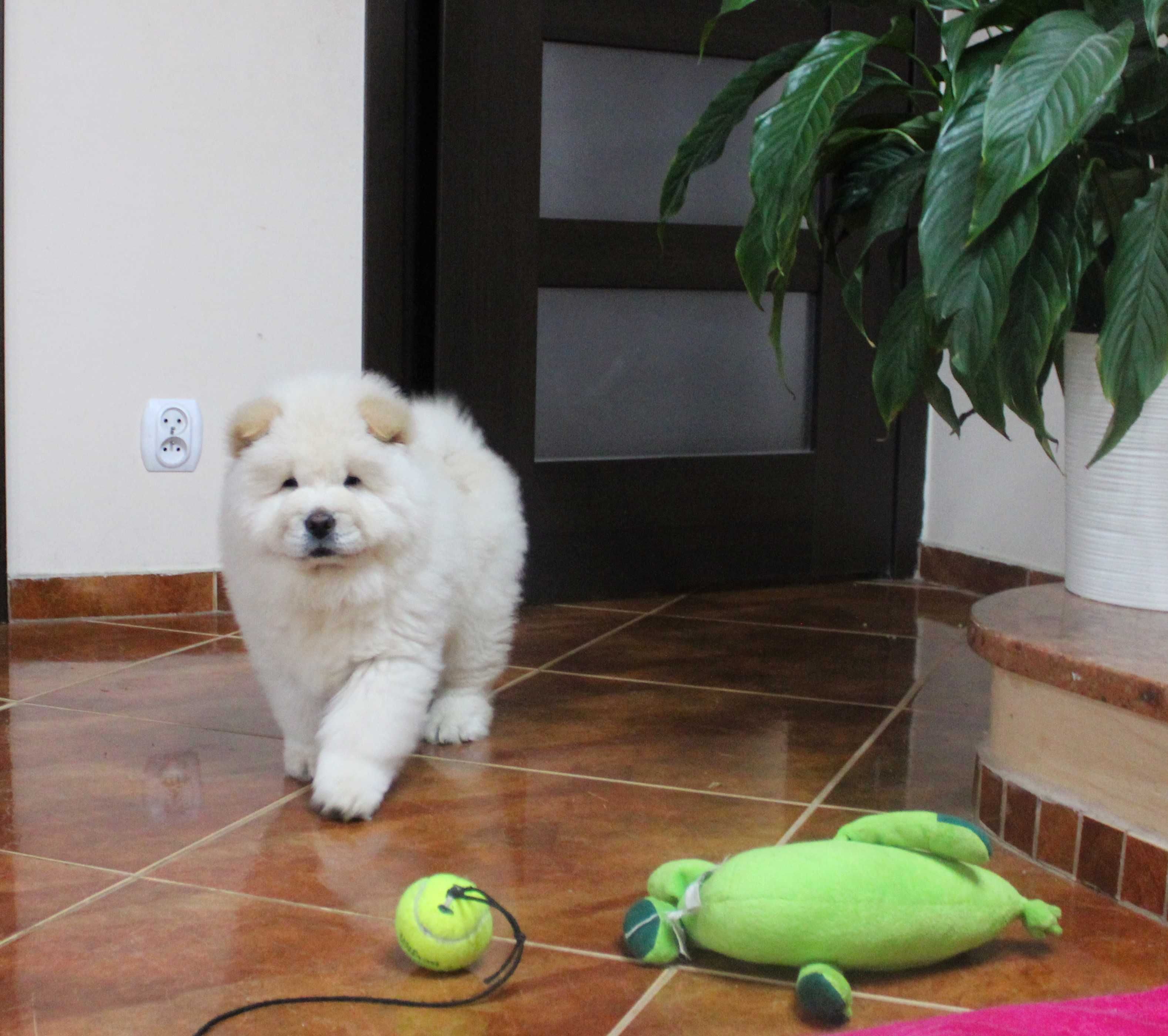 piesek chow chow gotowy do odbioru