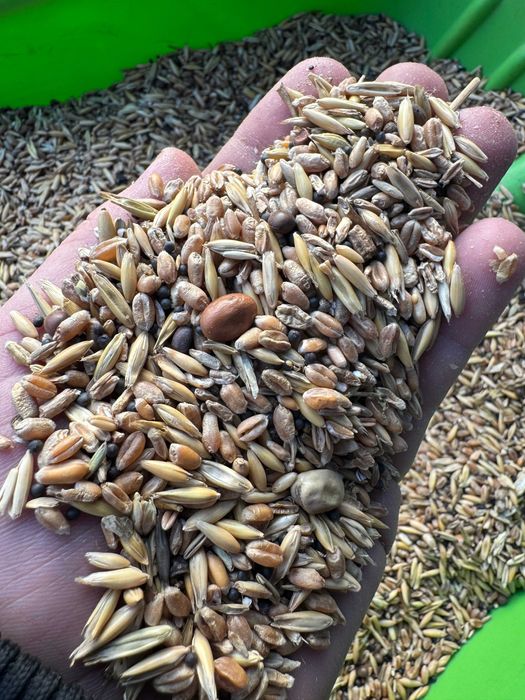 Mieszanka zboża pszenica