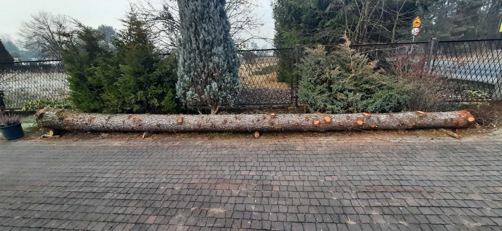 pień modrzewia, modrzew prosty 7 m drewno na deski