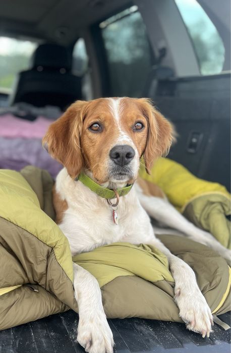 Єпаньол бретон , шукає дівчинку на вязку