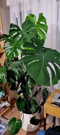 2 letnia Monstera deliciosa formowana NA PALU duża roślina 140 cm