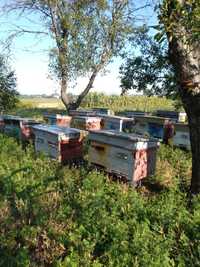 Продам пасеку пчелосемьи с ульями