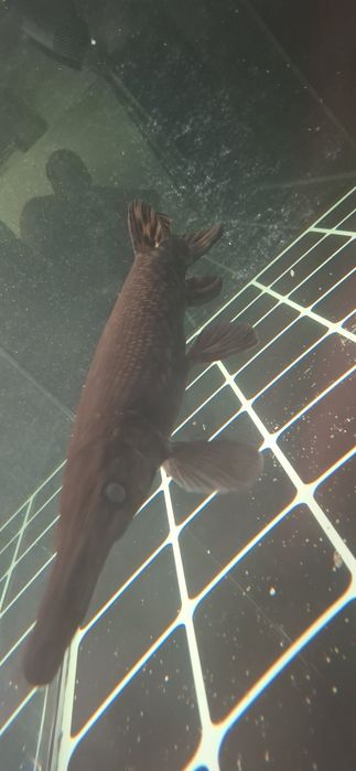 Peixe gar spatula