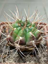 Gimnocalycium damsii дорослий кактус