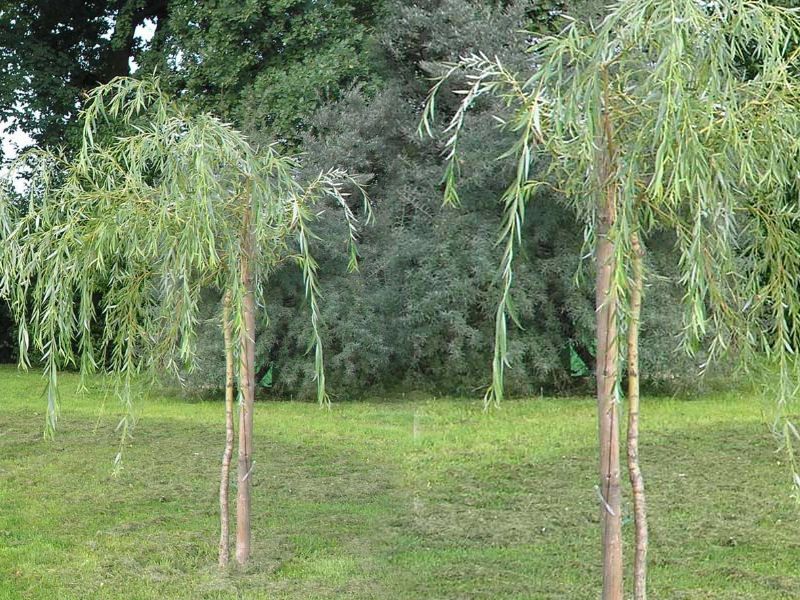 Wierzba, wierzby szczepione, wierzba pienna - hacuro,