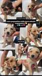 Cães para adoção com 2 meses