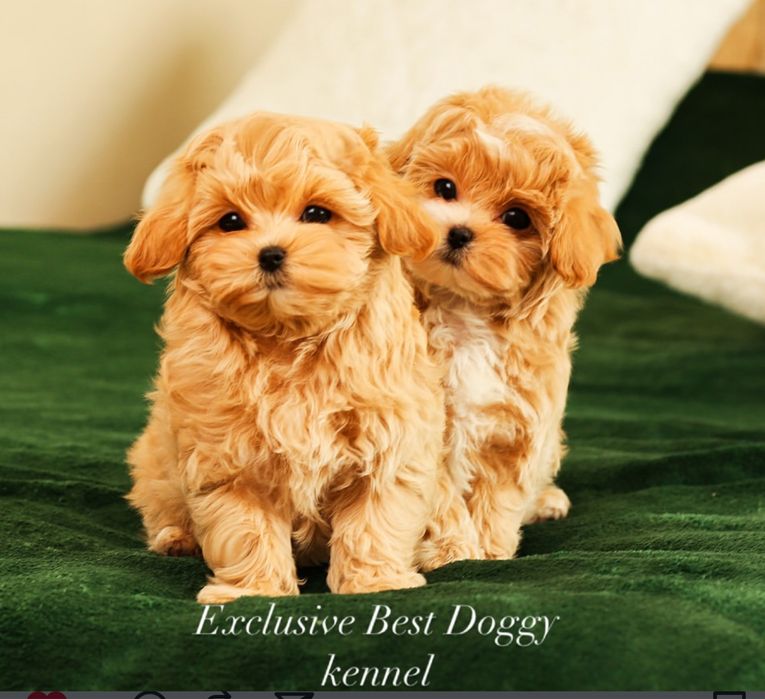 Ексклюзивні малята - цуценята. Мальтіпу ф1.  Темна карамель, брауні