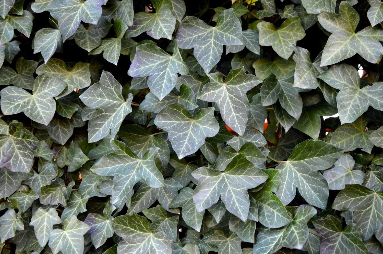 Bluszcz Pospolity 'Atropurpurea' - Hedera Helix (18)