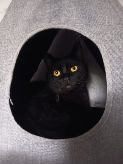 Kot brytyjski czarny