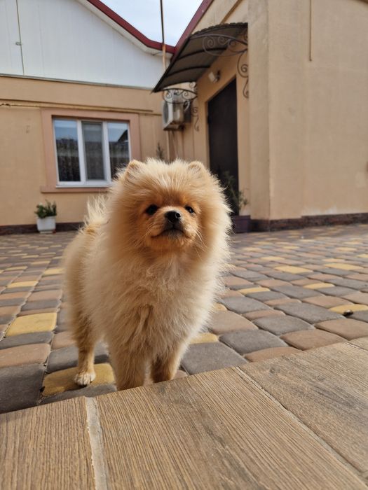 Коаспвчики шпіцулі