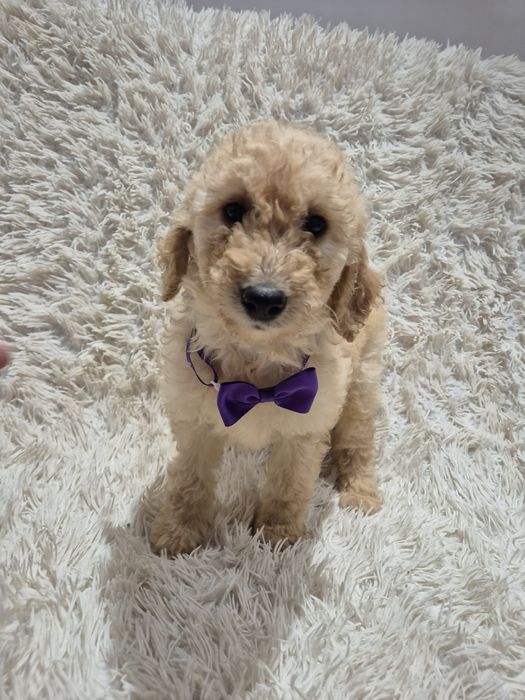 Goldendoodle f1b standard