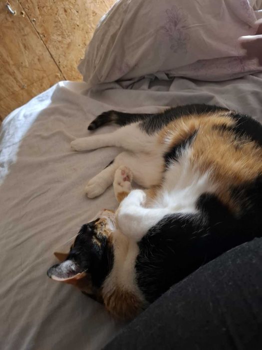 Piękna , mądra tricolorka GLORIA wypatruje domu