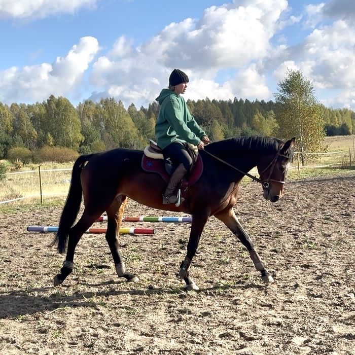 Klacz prospekt sportowy wkkw skoki