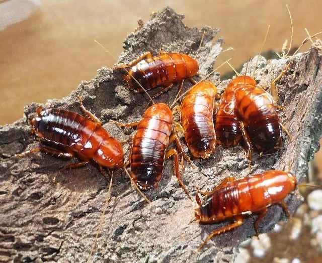 Туркменские тараканы кормовые для рептилий