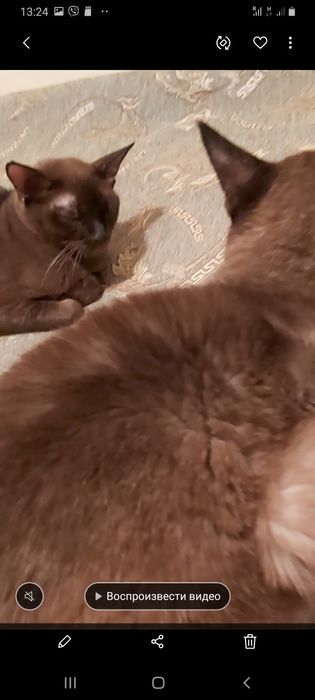 Бурманские котята (бурма)