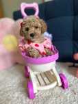 Piękna Suczka Maltipoo F1b!