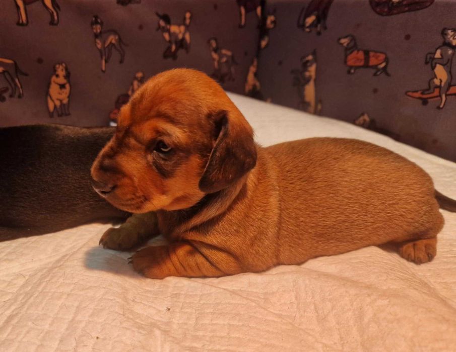 Jamnik krótkowłosy miniaturowy - suczka z rodowodem ZKwP (FCI)