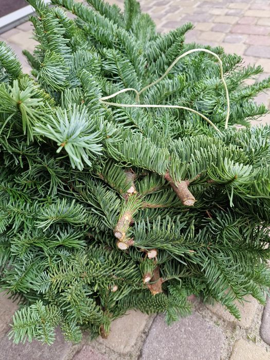 Продам Нобіліс привезений з Данії