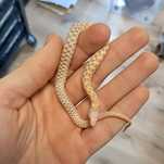 Wąż pończosznik Thamnophis marcianus albino cb25