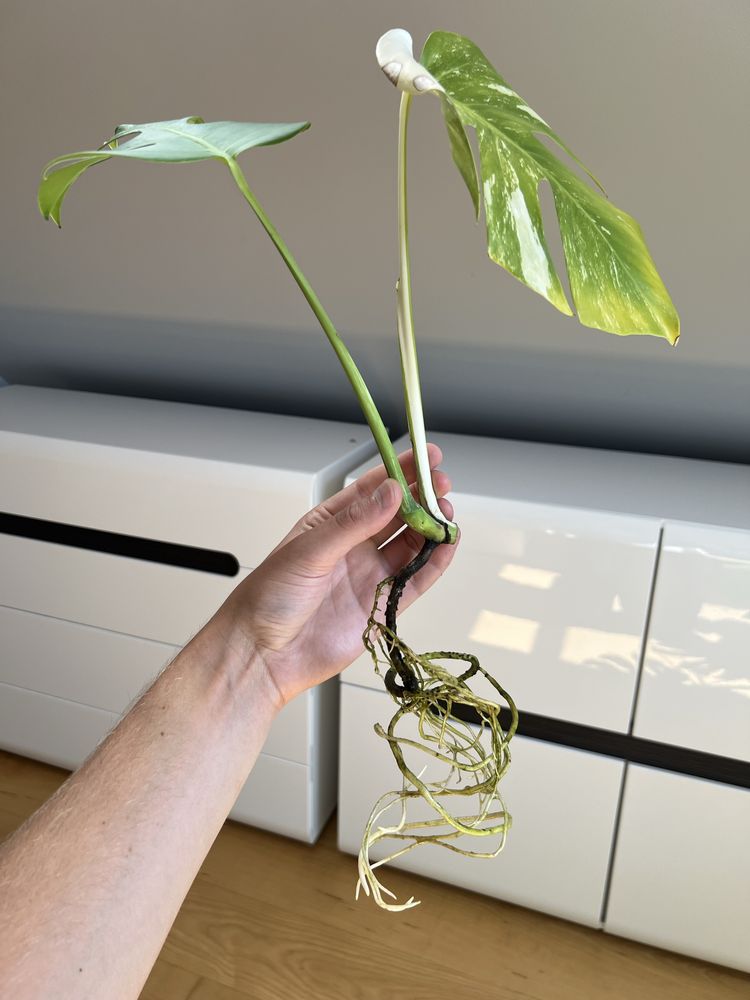 Monstera Variegata (szczyt)