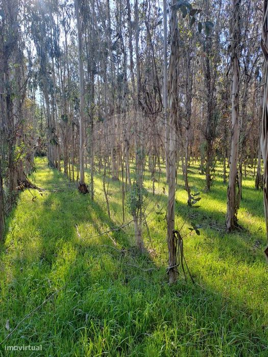 Terreno  para venda