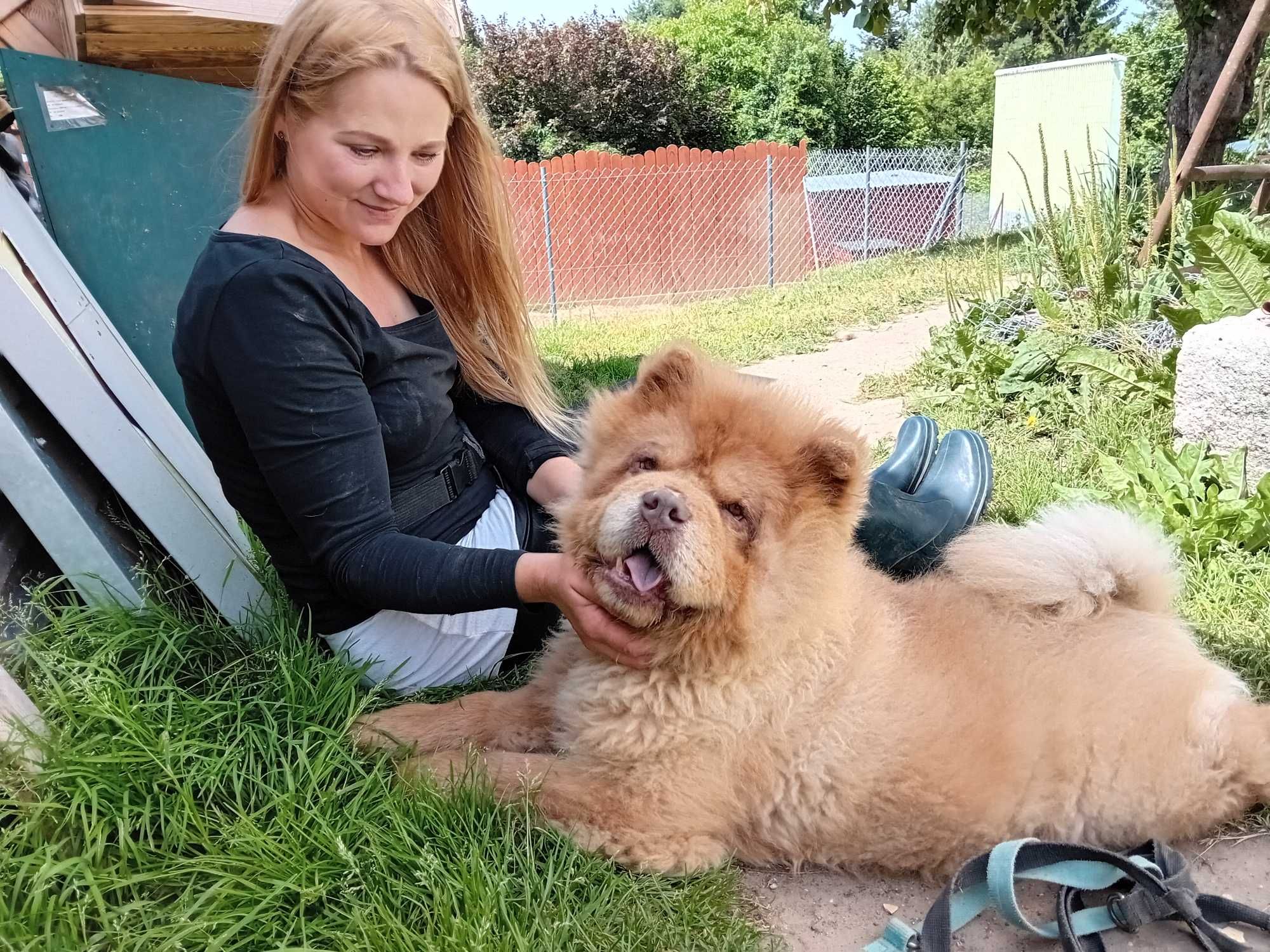 SAM - w typie rasy Chowchow w schronisku, łagodny. [FILMIK]