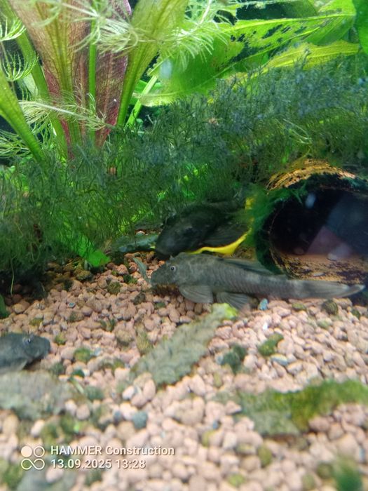 Zbrojnik green dragon PARA