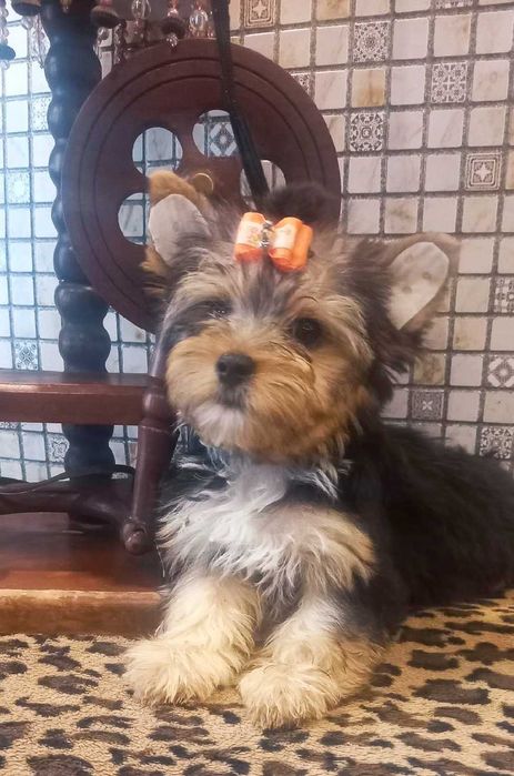 Yorkshire Terrier piesek