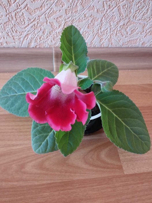 глоксинии,комнатный цветущий