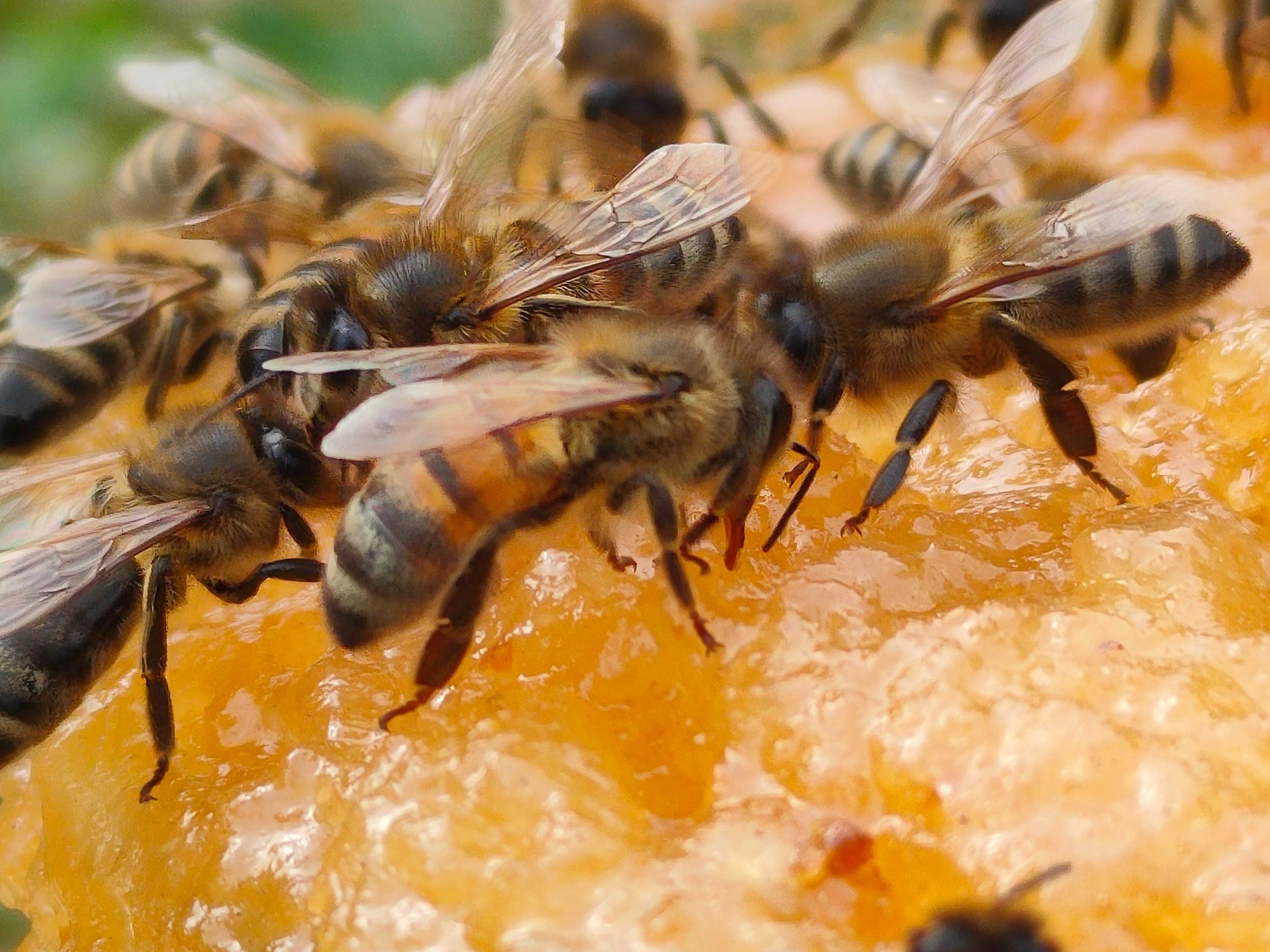 Miód spadziowy Pasieka Bartosza 1,2 kg Dwa słoiki