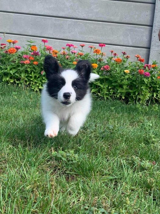 Piękne Szczenięta Border Collie po matce z lini wystawowej