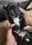 Staffordshire Bull Terrier FCI