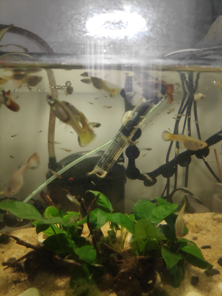 Guppies Variados