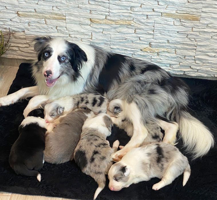 Border Collie suczka ARIA