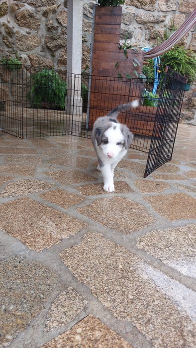 Border collie blue Merle