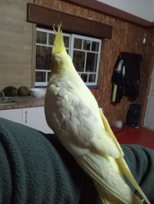 Caturras domesticadas