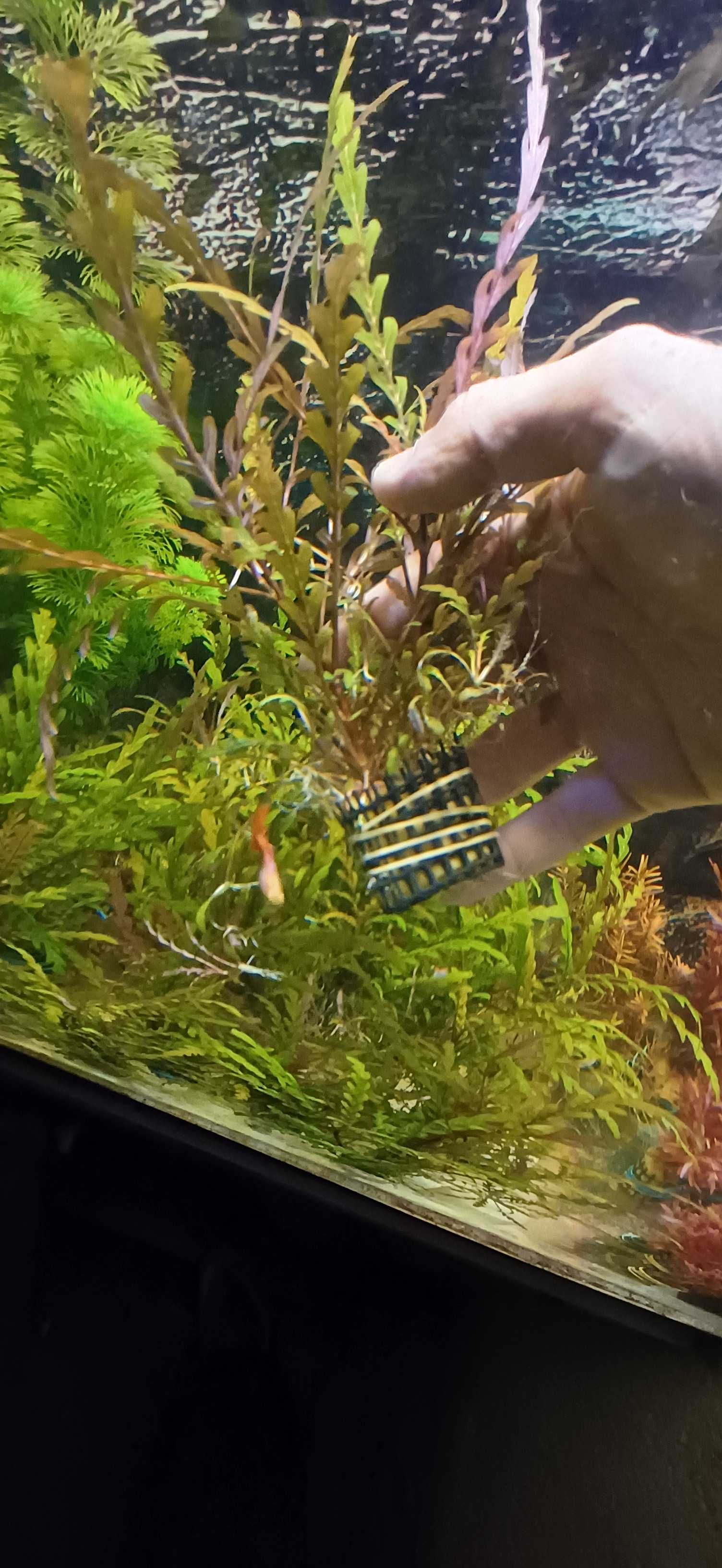 Plantas aquario, hygrophila, rotala, anubias, cryptocoryne