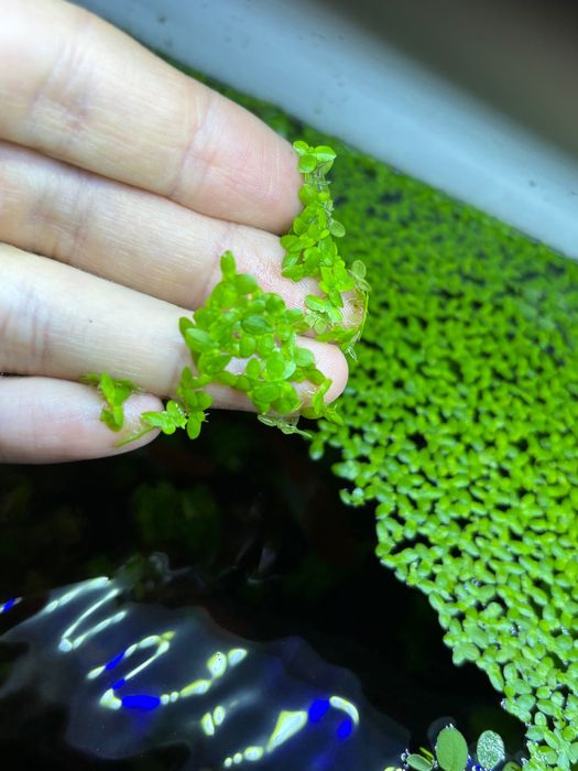 Salvinia Auriculata Salwinia 70 listkow                [ DUŻA PORCJA ]