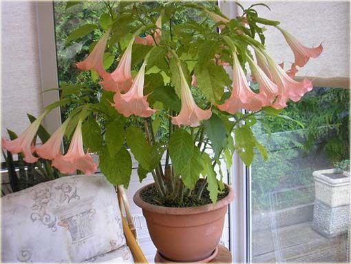 Datura, sztobry do ukorzenienia