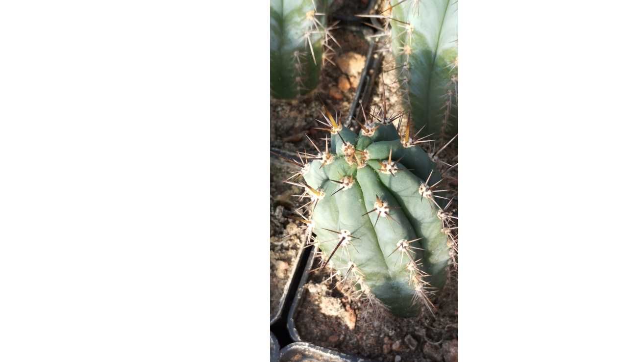 Trichocereus p kaktus kuzyn San Pedro z Peru plus gratisy