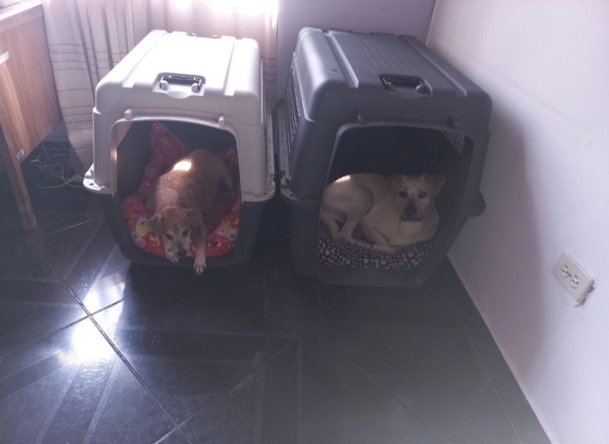 Caixa de transporte para cão XL 400
