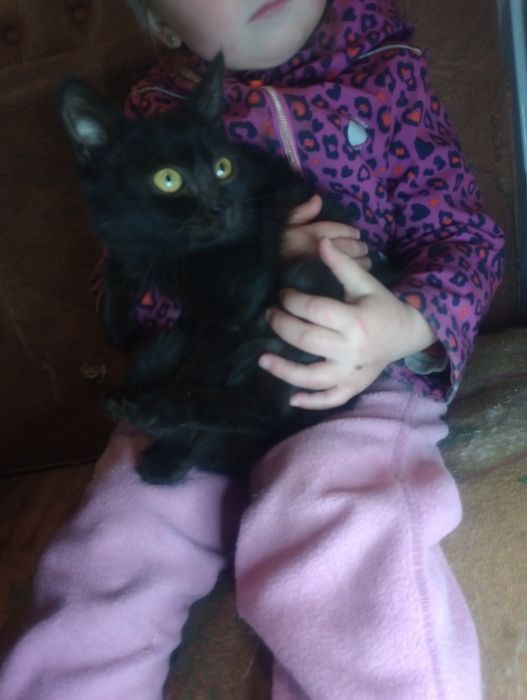 Кошечка 4 мес спасённая с улицы