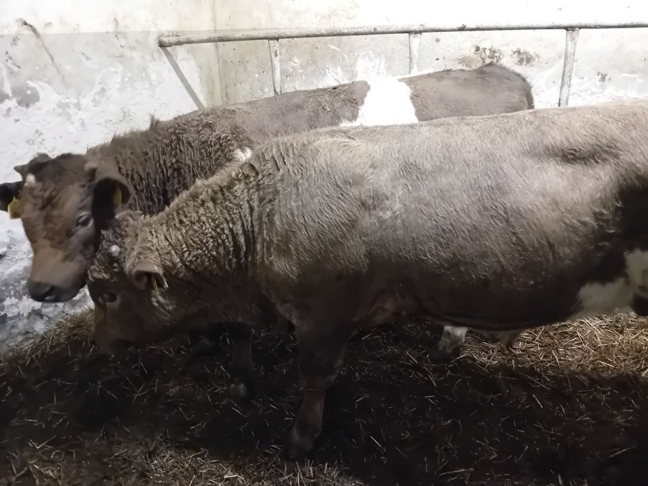 Sprzedam 3 Byki Siwe 5 jałowek simetal 300 kg