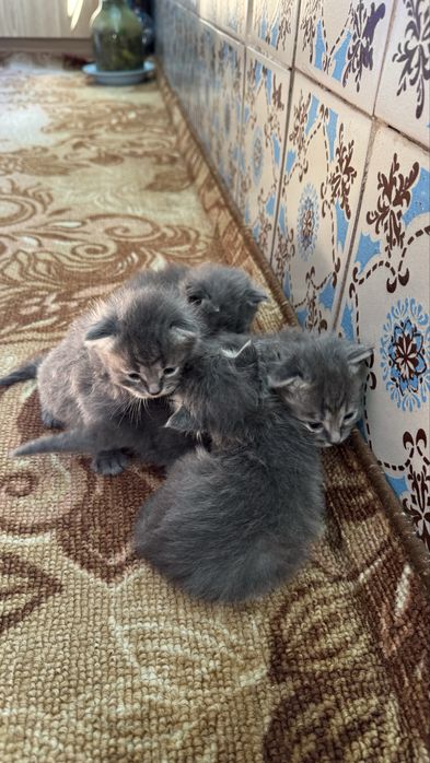 Британцы вислоухие/ доставка в другой город