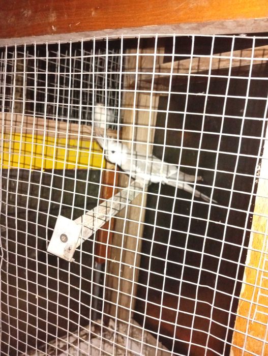 Caturra macho anilhada