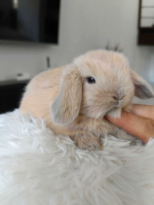 Mini lop karzełek Teddy hodowla zarejestrowana